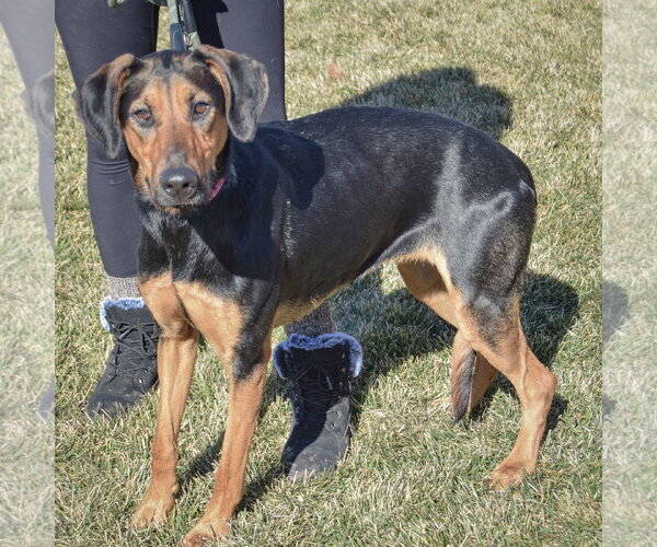 Medium Photo #3 Doberman Pinscher-German Shepherd Dog Mix Puppy For Sale in Huntley, IL, USA