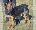 Small #2 Doberman Pinscher-German Shepherd Dog Mix