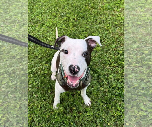 Medium Photo #1 American Pit Bull Terrier-Unknown Mix Puppy For Sale in Germantown, OH, USA
