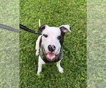 Small American Pit Bull Terrier Mix