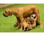 Small Photo #1 Boerboel Puppy For Sale in CHRISTIANA, PA, USA