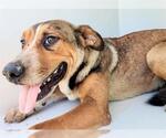 Small #1 Beagle Mix