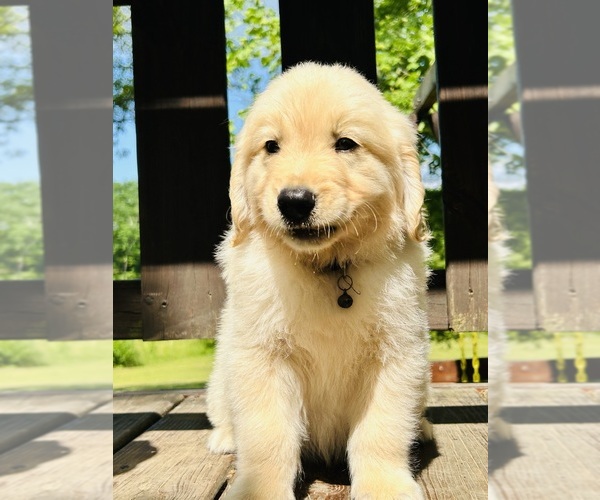 Medium Photo #4 Golden Retriever Puppy For Sale in AMITY, AR, USA