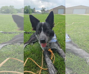 Border Collie-Unknown Mix Dogs for adoption in Mukwonago, WI, USA