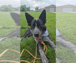 Small Border Collie Mix