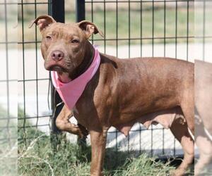American Staffordshire Terrier-Unknown Mix Dogs for adoption in San Antonio, TX, USA