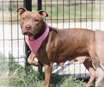 Small American Staffordshire Terrier Mix
