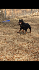 Rottweiler Puppy for sale in PONTOTOC, MS, USA