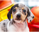Small #1 Dachshund