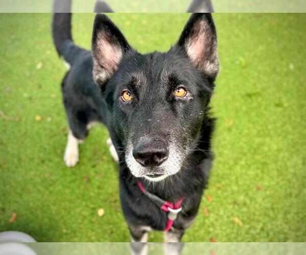 Medium Photo #2 German Shepherd Dog-Unknown Mix Puppy For Sale in Orlando, FL, USA