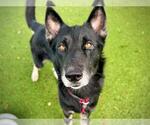 Small #1 German Shepherd Dog Mix