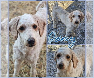 Poodle (Miniature) Dogs for adoption in Blacksburg, SC, USA