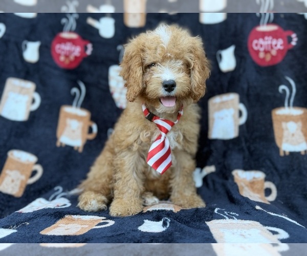 Medium Photo #8 Cavapoo (Miniature) Puppy For Sale in LAKELAND, FL, USA