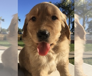Labradoodle Puppy for sale in SANTA ANA, CA, USA