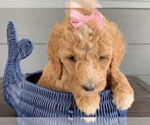 Goldendoodle-Poodle (Standard) Mix Puppy for sale in FLAT ROCK, NC, USA