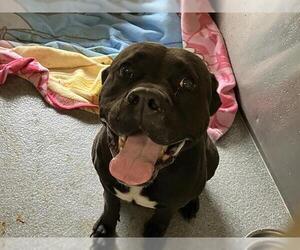 Boxador Dogs for adoption in Orange, CA, USA