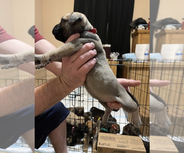 Medium Photo #7 Bullmastiff Puppy For Sale in CHARLESTON, WV, USA