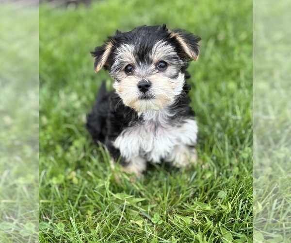 Medium Photo #6 Morkie Puppy For Sale in ROCK STREAM, NY, USA
