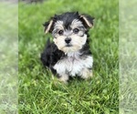 Small #5 Morkie