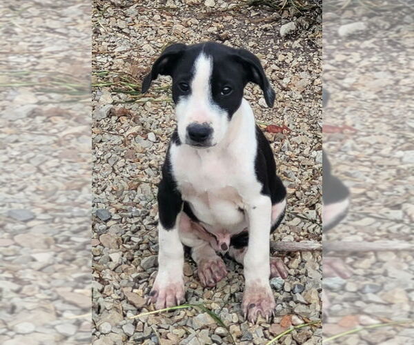 Medium Photo #9 American Pit Bull Terrier-Unknown Mix Puppy For Sale in Bolivar, MO, USA