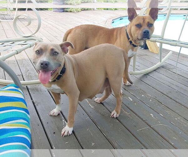 Medium Photo #5 Boxer Puppy For Sale in Holly Springs, NC, USA