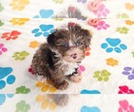 Small #4 Cockapoo (Toy)-Poodle (Toy) Mix