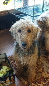 Medium Photo #1 Airedoodle Puppy For Sale in FORT WORTH, TX, USA