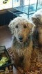 Small Photo #1 Airedoodle Puppy For Sale in FORT WORTH, TX, USA