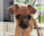 Small #1 Dachshund