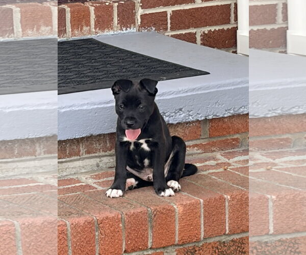 Medium Photo #1 Labrador Retriever-Unknown Mix Puppy For Sale in Holly Springs, NC, USA