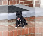 Small Labrador Retriever Mix