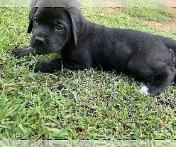 Medium Photo #10 Mastiff Puppy For Sale in VILLA RICA, GA, USA