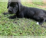 Small Photo #10 Mastiff Puppy For Sale in VILLA RICA, GA, USA