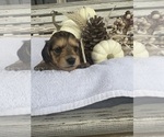 Small Photo #26 Dachshund Puppy For Sale in MARSHFIELD, MO, USA