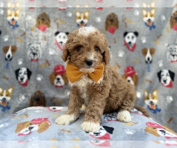 Medium Photo #6 Cavapoo (Miniature) Puppy For Sale in LAKELAND, FL, USA