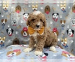 Small #5 Cavapoo (Miniature)