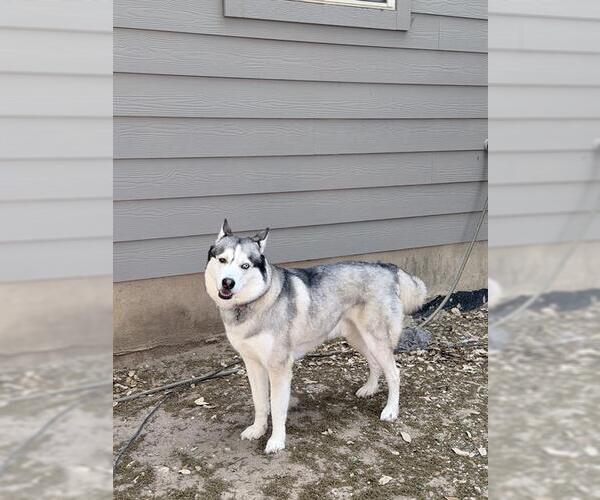 Medium Photo #1 Siberian Husky-Unknown Mix Puppy For Sale in San Antonio, TX, USA