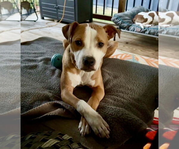 Medium Photo #4 American Pit Bull Terrier-Unknown Mix Puppy For Sale in Wesley Chapel, SC, USA