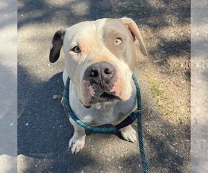 American Pit Bull Terrier Dogs for adoption in Placerville, CA, USA