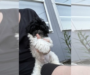 ShihPoo Puppy for sale in VIRGINIA BEACH, VA, USA