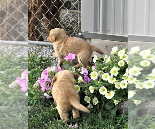 Medium Photo #3 Golden Retriever Puppy For Sale in VERMONTVILLE, MI, USA