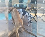 Small #29 Great Dane