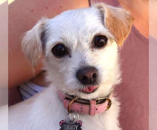 Medium Photo #1 Chihuahua-Unknown Mix Puppy For Sale in  Ramona, CA, USA