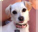 Small Chihuahua Mix