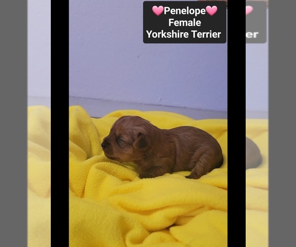 Medium Photo #3 Yorkshire Terrier Puppy For Sale in TUCSON, AZ, USA