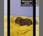 Small #2 Yorkshire Terrier