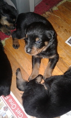 Rottweiler Puppy for sale in GREENWOOD, SC, USA