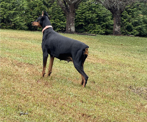 Mother of the Doberman Pinscher puppies born on 09/28/2025