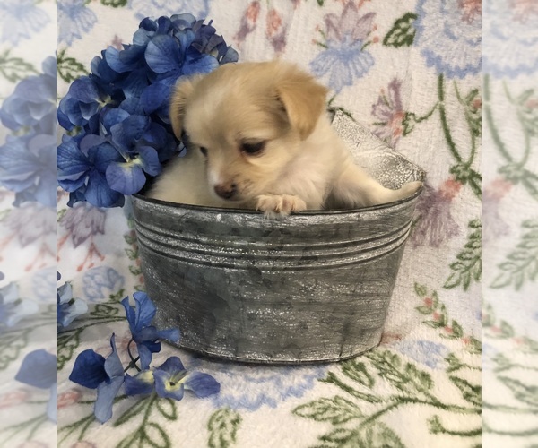 Medium Photo #1 Chihuahua Puppy For Sale in SHERMAN, TX, USA