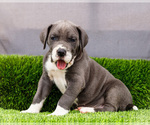 Small #7 Great Dane